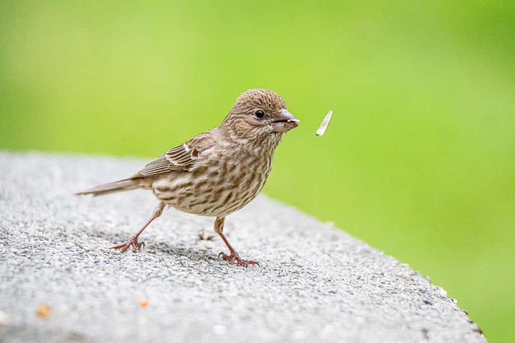 Backyard Birds NH-1888.jpg